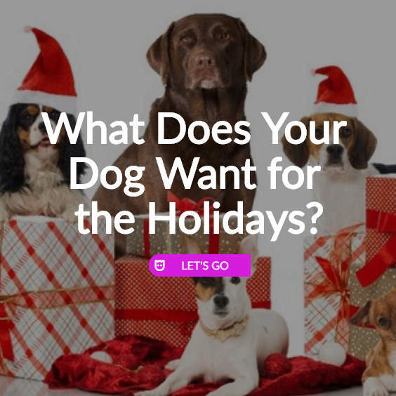 Quiz: What’s the Best Holiday Present for Your Dog?