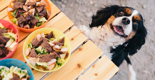Quiz: Summer Food Safety
