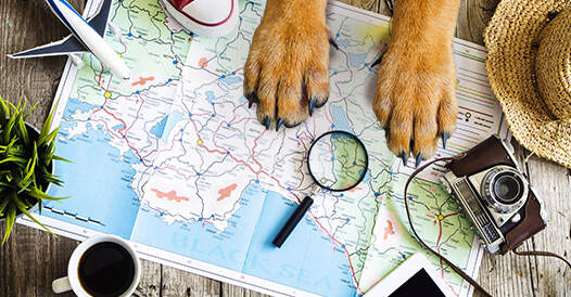 map with dog paws