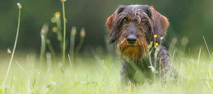 Grooming Wire Hair & Broken Coats Grooming Wire Hair & Broken Coats