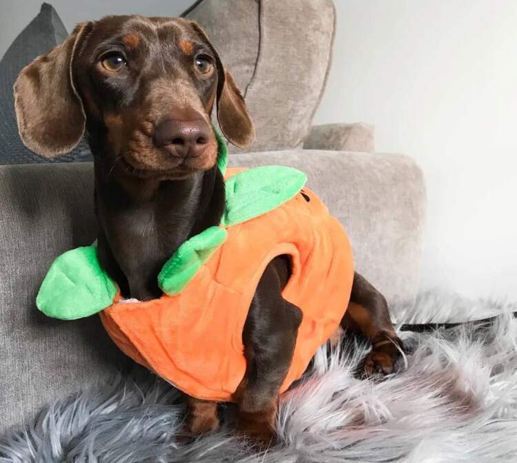 halloween outfits for sausage dogs