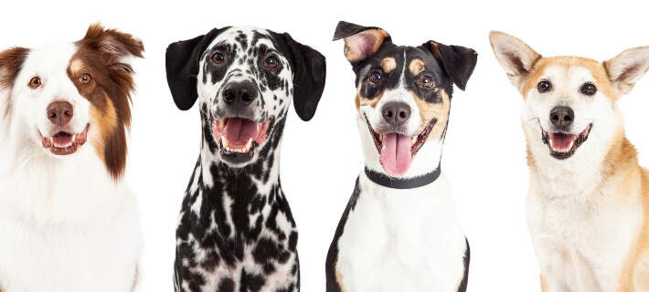 dog-sticking-tongue-out