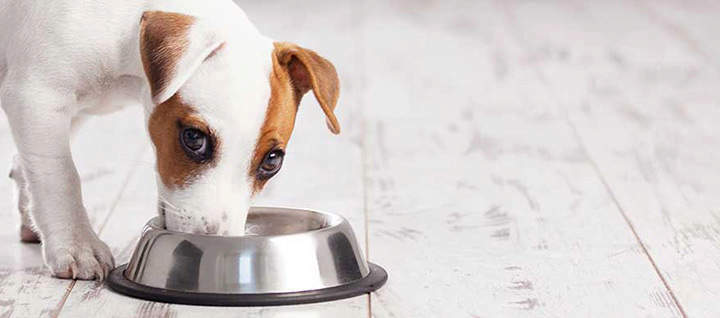 what type of diet is best for dogs