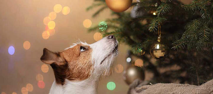 Dog Christmas tree