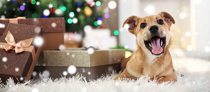 5 Holiday Traditions to Start with Your Dog This Year - gmedia