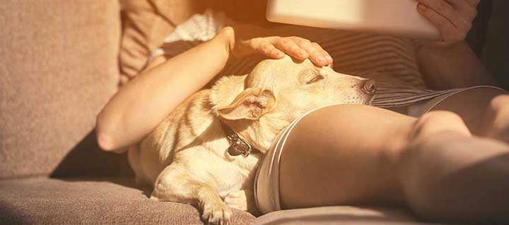 A puppy lying down on a couch with their owner, basked in sunlight.