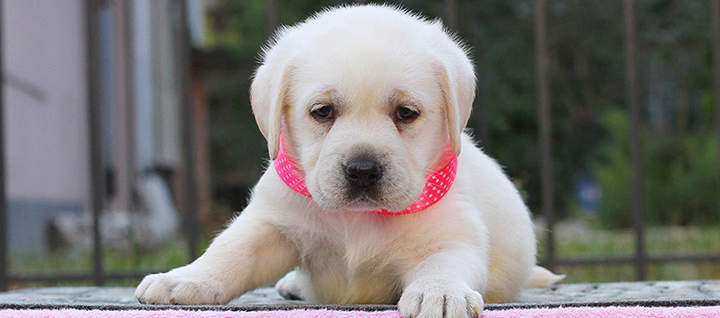 10 Popular Female Dog Names