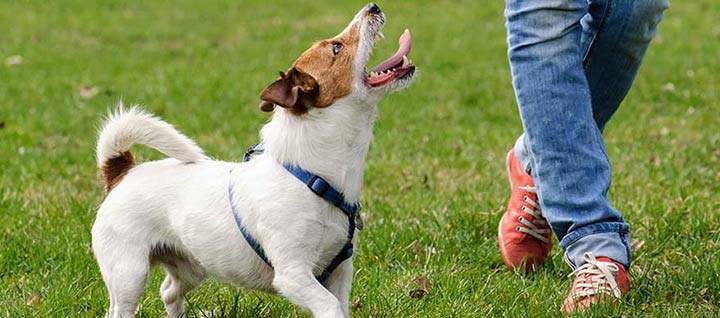 dog-training-for-beginners