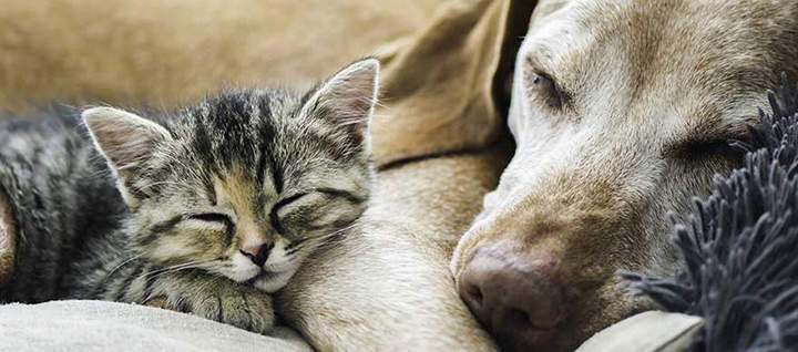 The case against pets: is it time to give up our cats and dogs?, Pets