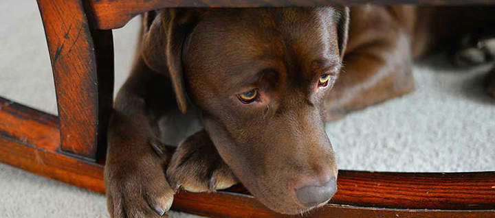 how-to-keep-your-dog-calm-in-a-thunderstorm