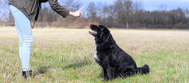 how do i train my dog to wait for a treat