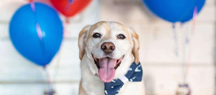 happy-dog