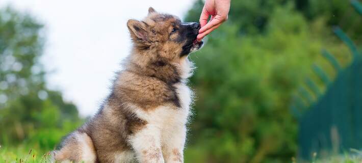 Feeding puppy a treat