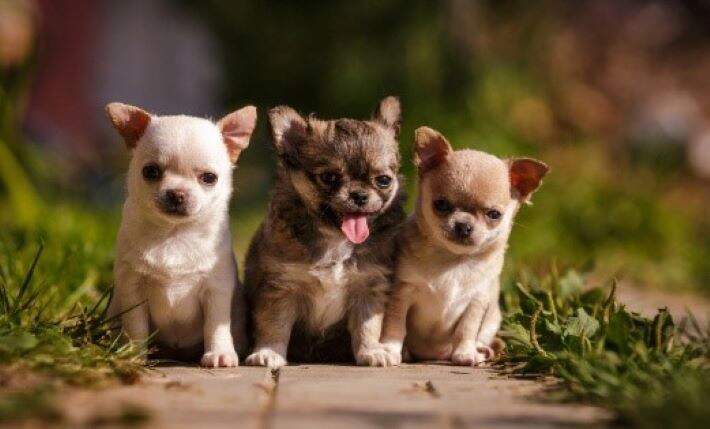 puppy-chihuahuas
