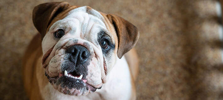 Bulldog looking up 