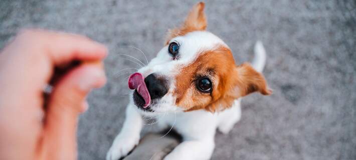 Dog excited for treat 