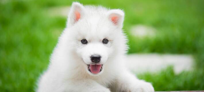Happy puppy 