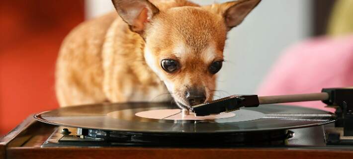 Chihuahua looking at record player 