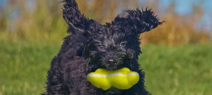 dog outside with tennis teddy gripz