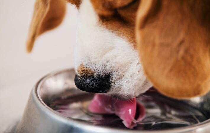 dog drinking water out of bowl
