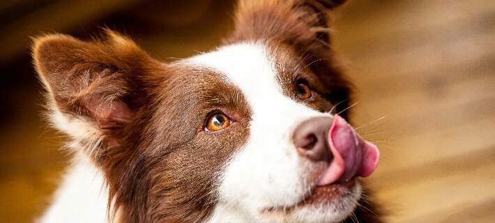 dog licking nose
