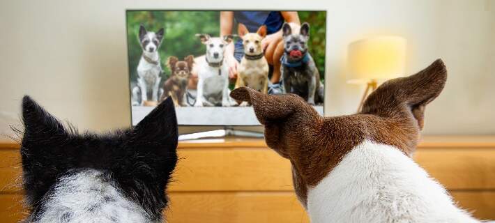 2 dogs watching tv