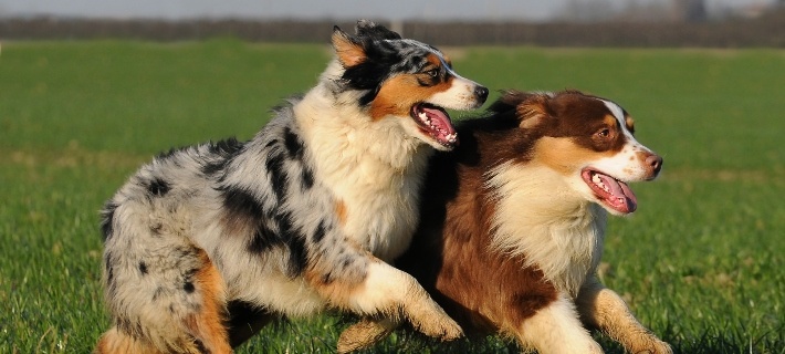 2 dogs playing outside