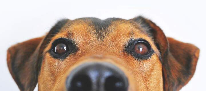 dog eyes