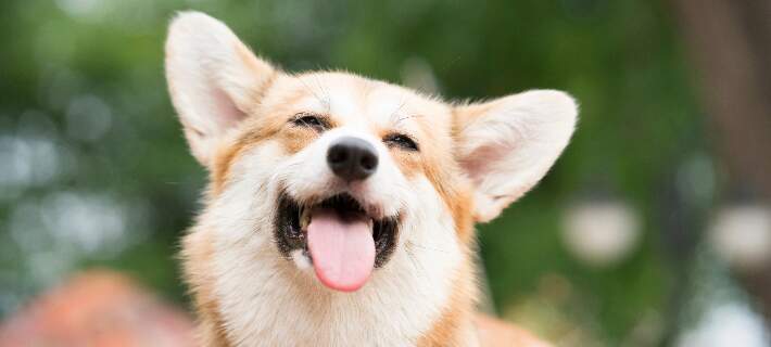 Corgi with tongue out
