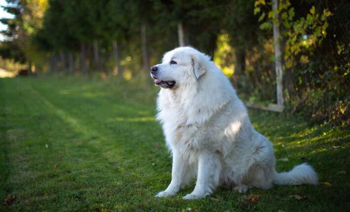great pyrenees sitting on grass