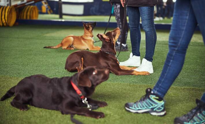 3 dogs at obedience school