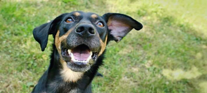 Smiling dog 