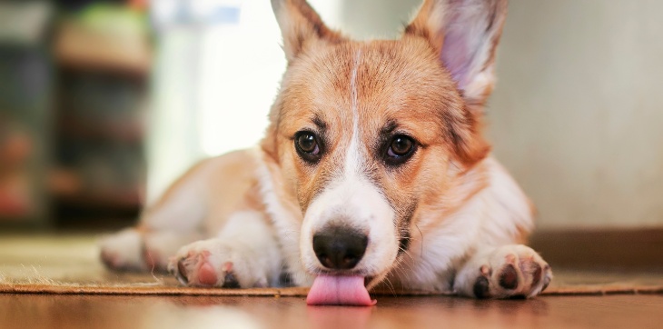 dog waiting for treat toy