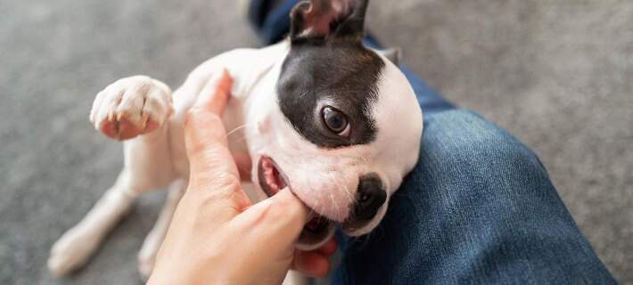 boston terrier pup biting thumb