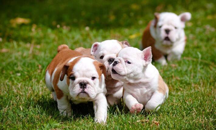 bulldog puppies following leader