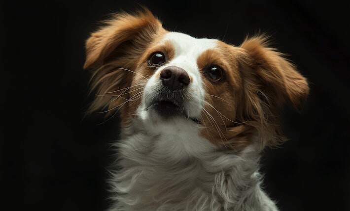 Papillon