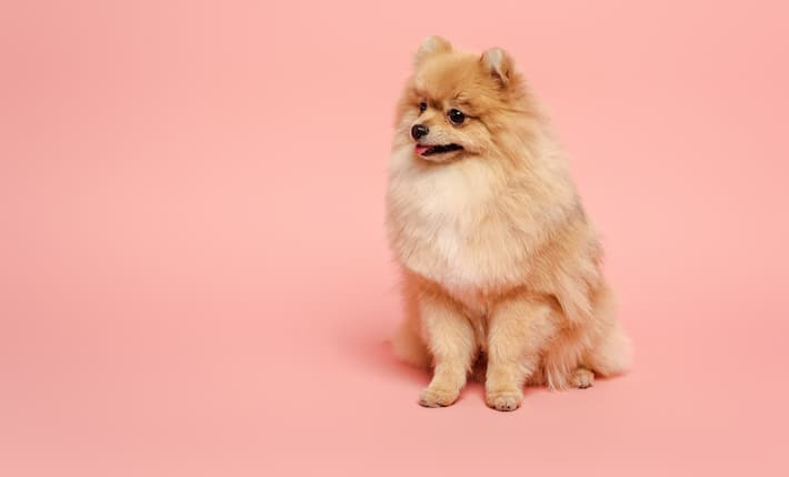 Pomeranian