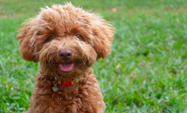 poodle