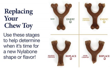 When to replace your chew toy