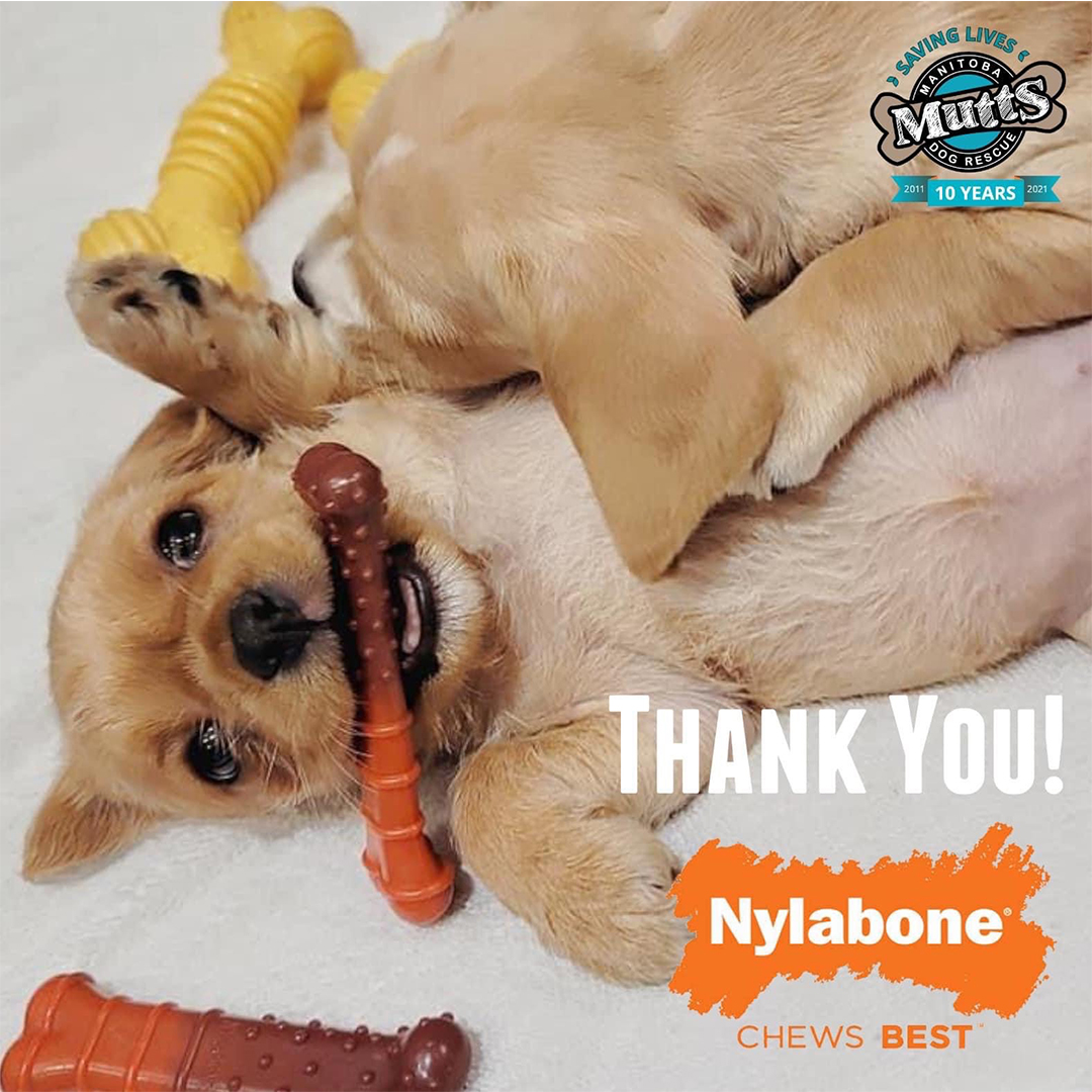 Nylabone Cares graphic
