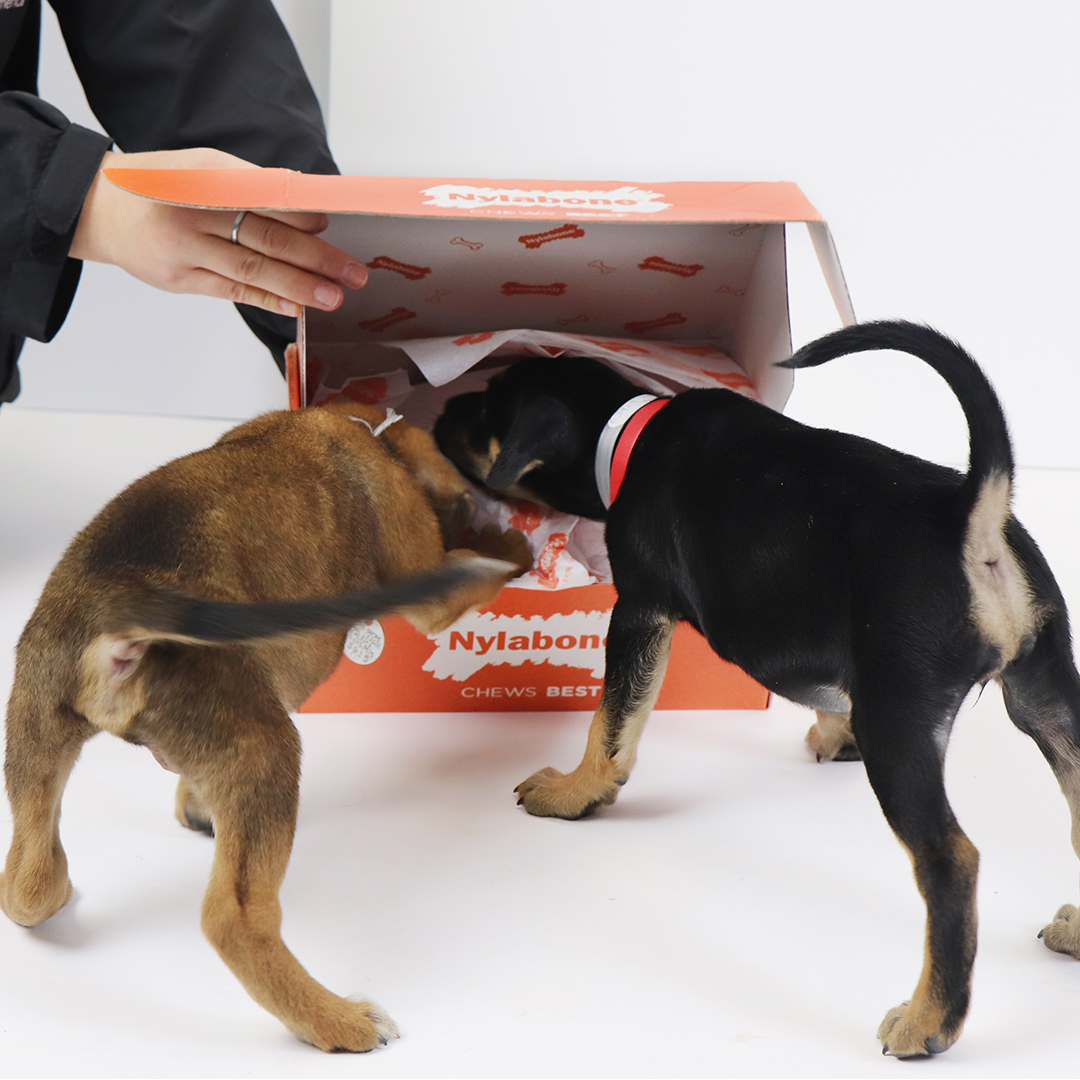 Nylabone Cares graphic