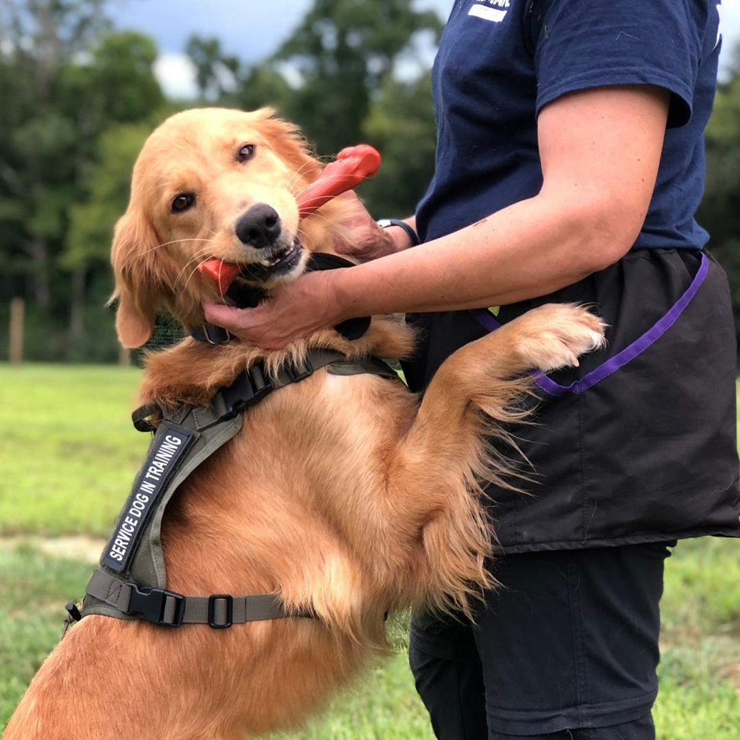 Nylabone Cares graphic