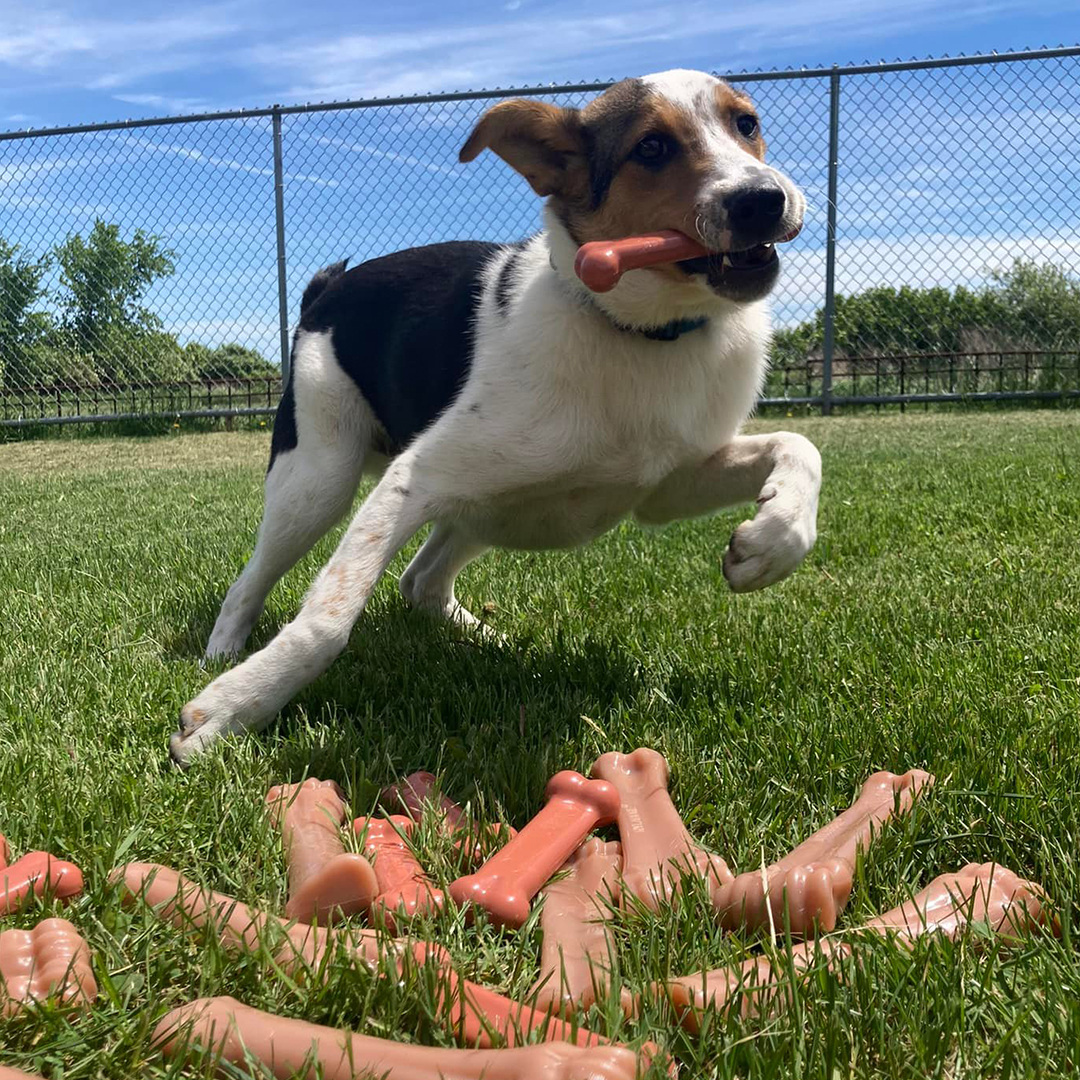Nylabone Cares graphic