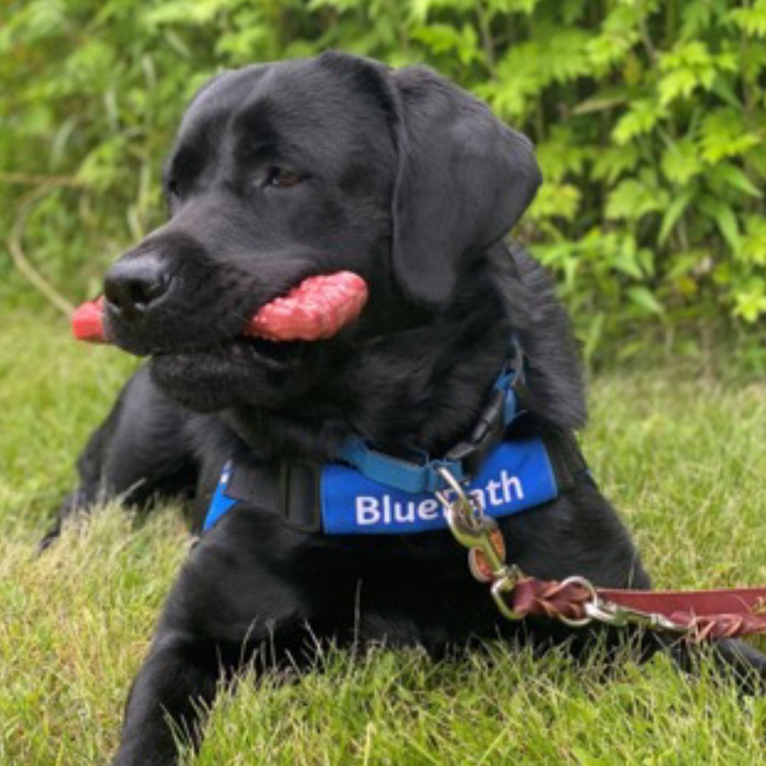 Nylabone Cares graphic