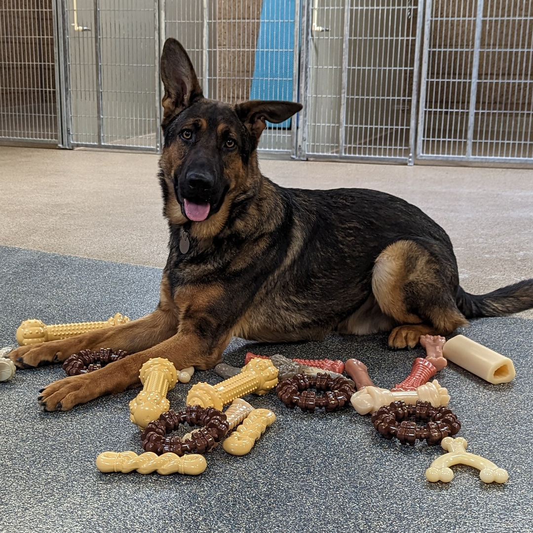 Nylabone Cares graphic