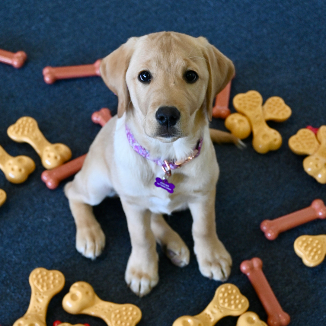 Nylabone Cares Donating to Dog Shelters