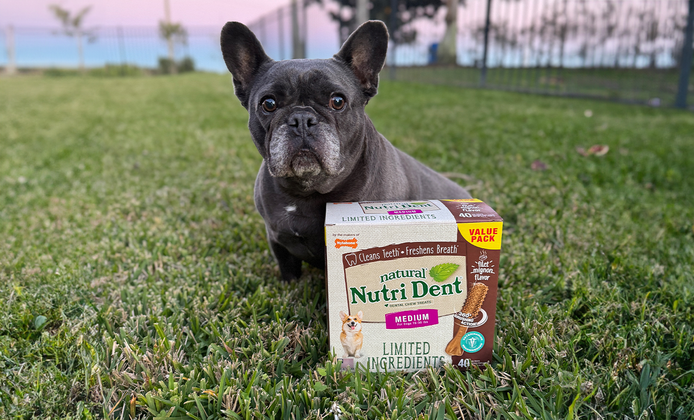 French Bulldog on grass with a box of Nutri Dent chew treats