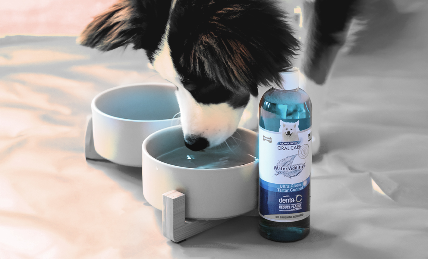 dog drinking water out of bowl with Advanced Oral Care water additive