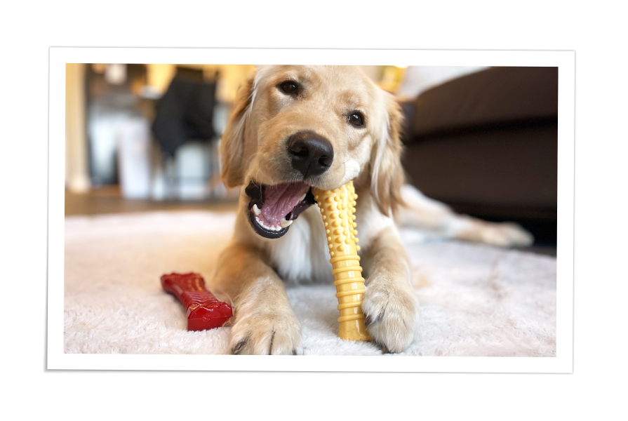 dog with nylabone