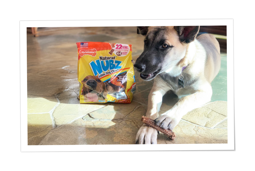 dog with nubz treats